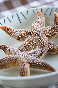Boiled edible starfish