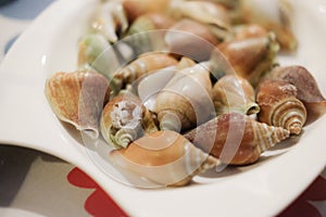 Boiled fresh Laevistrombus canarium or sea snail