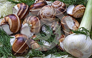 Boiled grape snails in garlick sauce