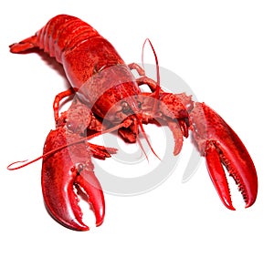 Boiled lobster