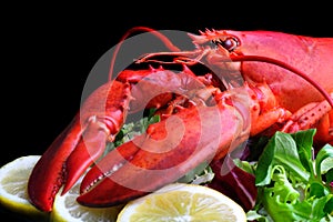 Boiled lobster