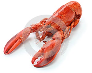 Boiled lobster