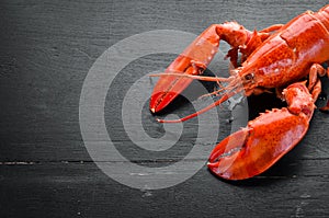 Boiled lobster on black background.