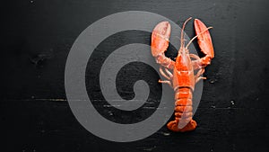 Boiled lobster on black background.