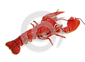 Boiled Lobster, homarus gammarus against White Background