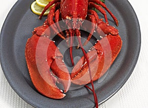 BOILED LOBSTER homarus gammarus ON PLATE