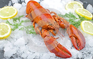Boiled lobster on ice with lemon slice