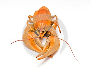 Boiled lobster isolated