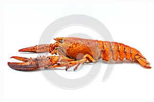 Boiled lobster isolated on white background