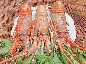 Boiled lobster on a white plate