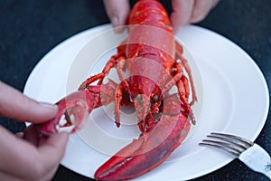 Boiled Lobster on white plate on dark table. Top view.