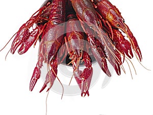 Boiled louisiana crawfish