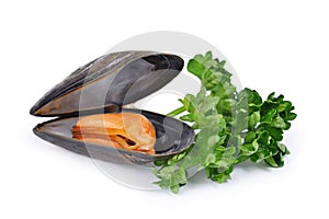 Boiled mussel