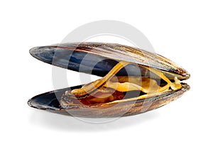 Boiled mussel isolated on a white background. deliciousness