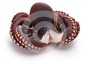 Boiled octopus, Japanese cuisine ingredient