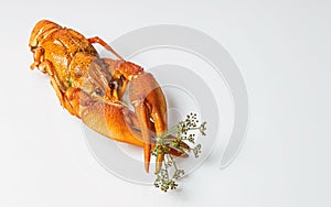 Boiled orange crayfish on the white background. Cooked freshwater delicious crayfish with dill. Close-up. Copy space. Menu blank
