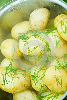 Boiled potatoes with fresh dill