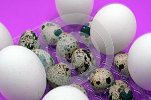 Boiled quail eggs on white background .