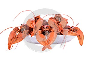 Boiled red crawfishes