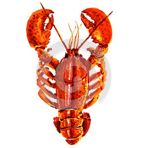 Boiled red crayfish isolated, watercolor illustration on white