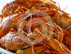 Boiled red crayfish, natural protein food