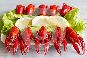 Boiled red crayfish on the plate food concept