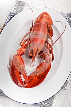 Boiled red lobster on an oval plate