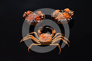 Boiled Shanghai hairy crab or Chinese mitten crab Eriocheir sinensis with Chili and herb on black background