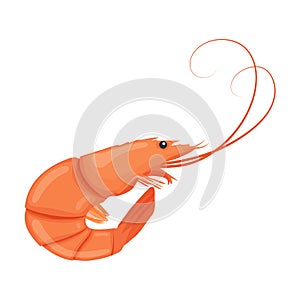 Boiled shrimp. Cooked tiger prawn. Shrimp isolated on white background. Vector illustration