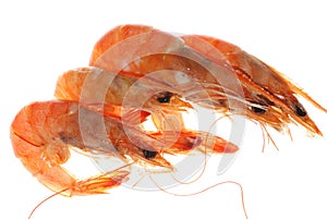 Boiled shrimp isolated