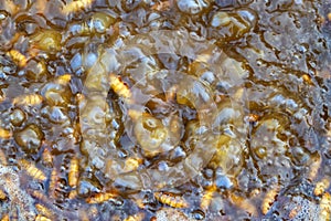Boiled silkworm pupae