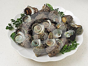 Boiled turbo sea snail shell