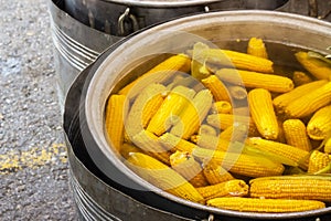 Boiled yellow corn cobs, street food photo