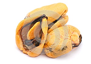 Boiled yellow mussel