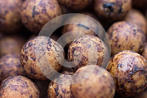 Boilies, fishing baits, close up