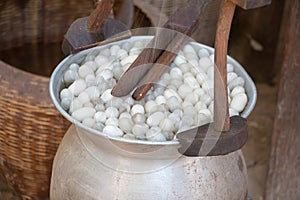 Boiling cocoon silkworm