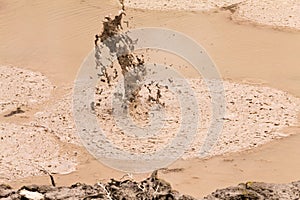 Boiling mud pool in Wai-O-Tapu thermal wonderland, Rotorua, North Island of New Zealand. Rotorua area is well known for geothermal