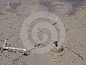 Boiling mud - Rotorua