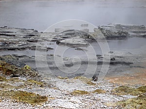 Boiling Pools of Geothermal Activity, New Zealand