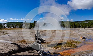 Boiling water bubbler Geyser. Active geyser with major eruptions. Yellowstone NP, Wyoming, US