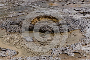 Boiling water bubbler Geyser. Active geyser with major eruptions. Yellowstone NP, Wyoming, US