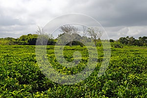 Bois Cheri Tea Factory. Beautiful tea plantation with white cloud blue sky and sun light. Tourist attraction in Mauritius photo