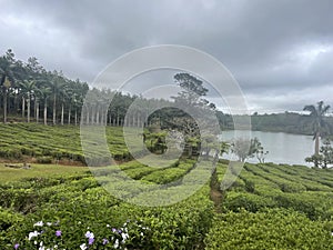 Bois Cheri Tea Plantation Mauritius Island photo