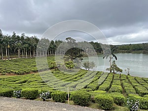 Bois Cheri Tea Plantation Mauritius Island photo