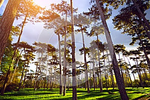 The Bois de Boulogne in paris at sunset