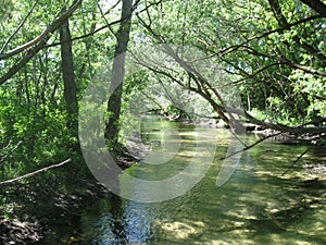 Boise River sunlight filtered through trees