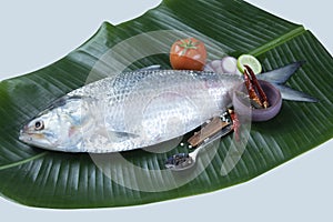 Boishakh panta ilish National fish of Bangladesh Hilsafish ilisha terbuk hilsa herring or hilsa shad Clupeidae family on white