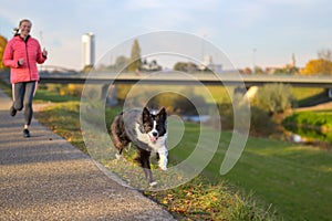 Boisterous Border Collie dog galloping along footpath at sunset photo