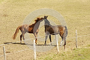 Boisterous horses photo