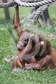 Boisterous Orangutans